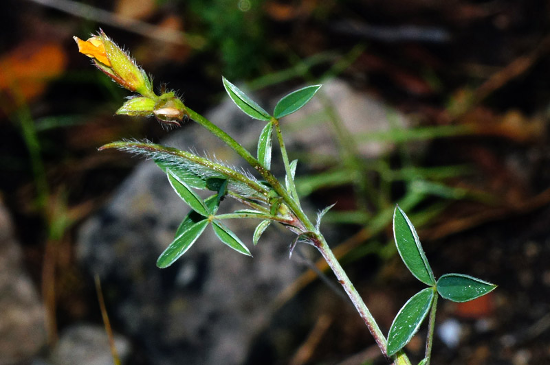 Argyrolobium zanonii / Citiso argenteo